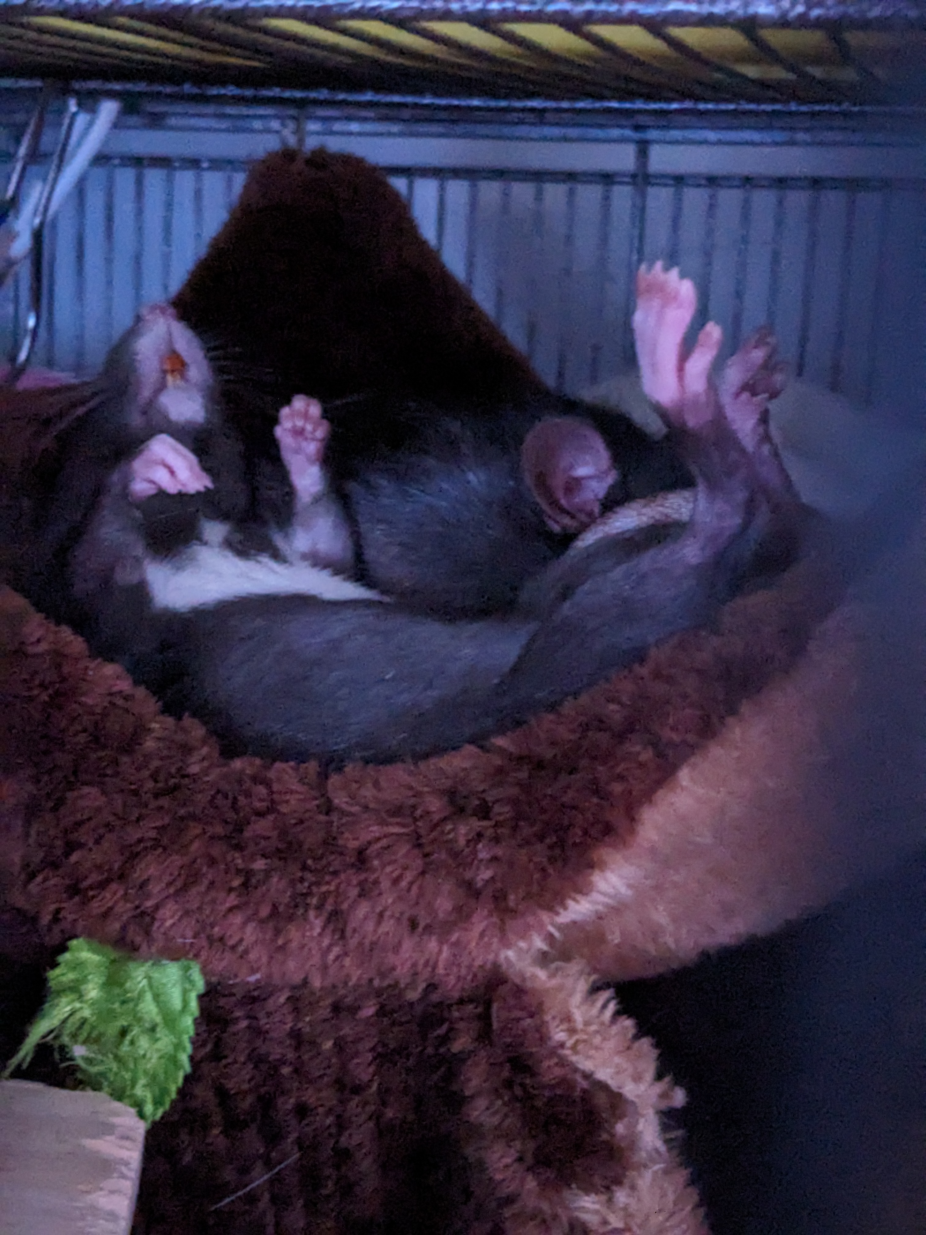 Margarat Thatcher, a poor berkshire black rat, sleeps with her belly up on a hammock