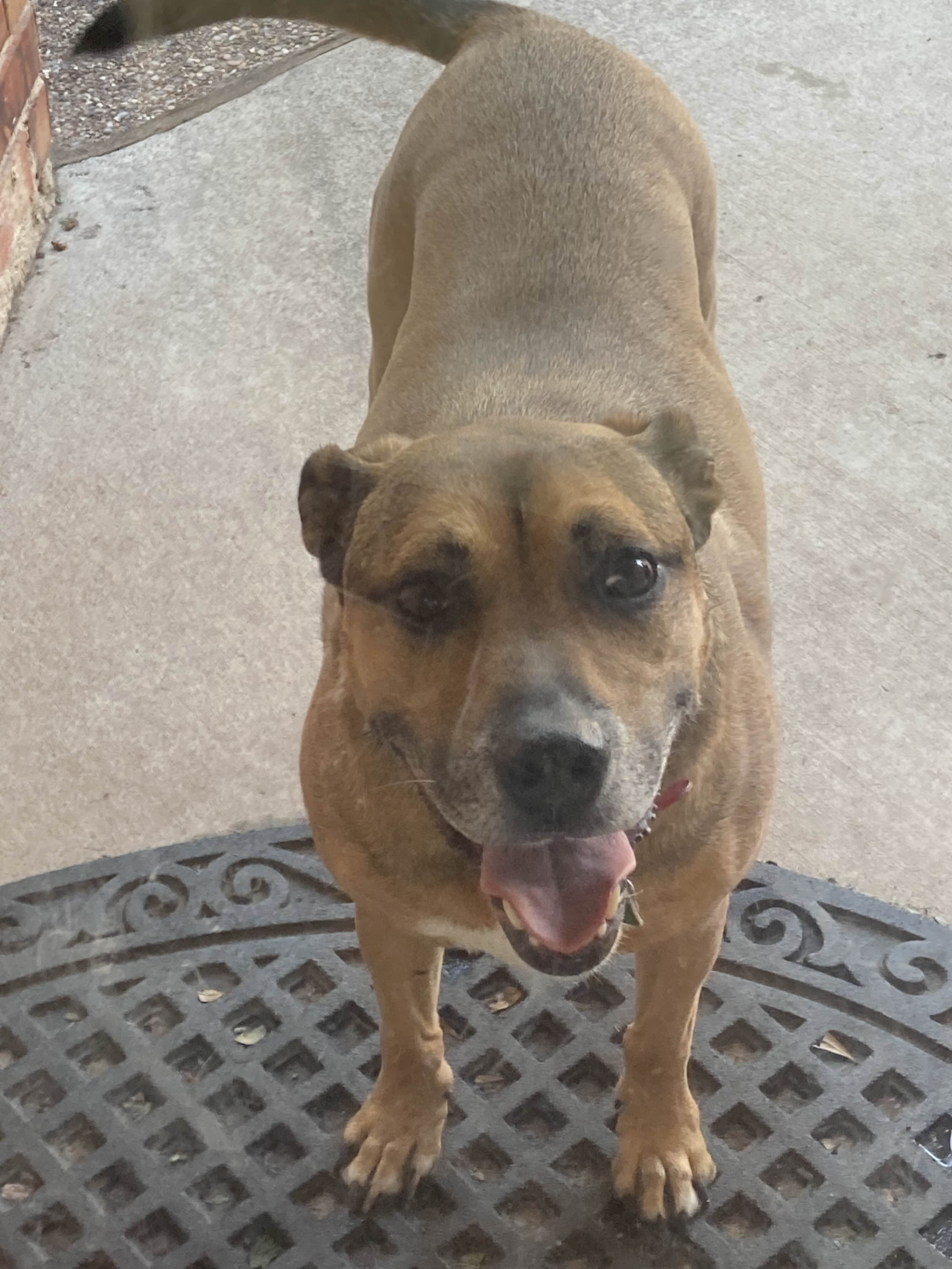 A photo of a brown dog