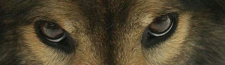 Wolf Eyes Image Banner