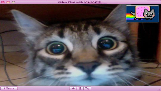 cat on facetime with nyan cat