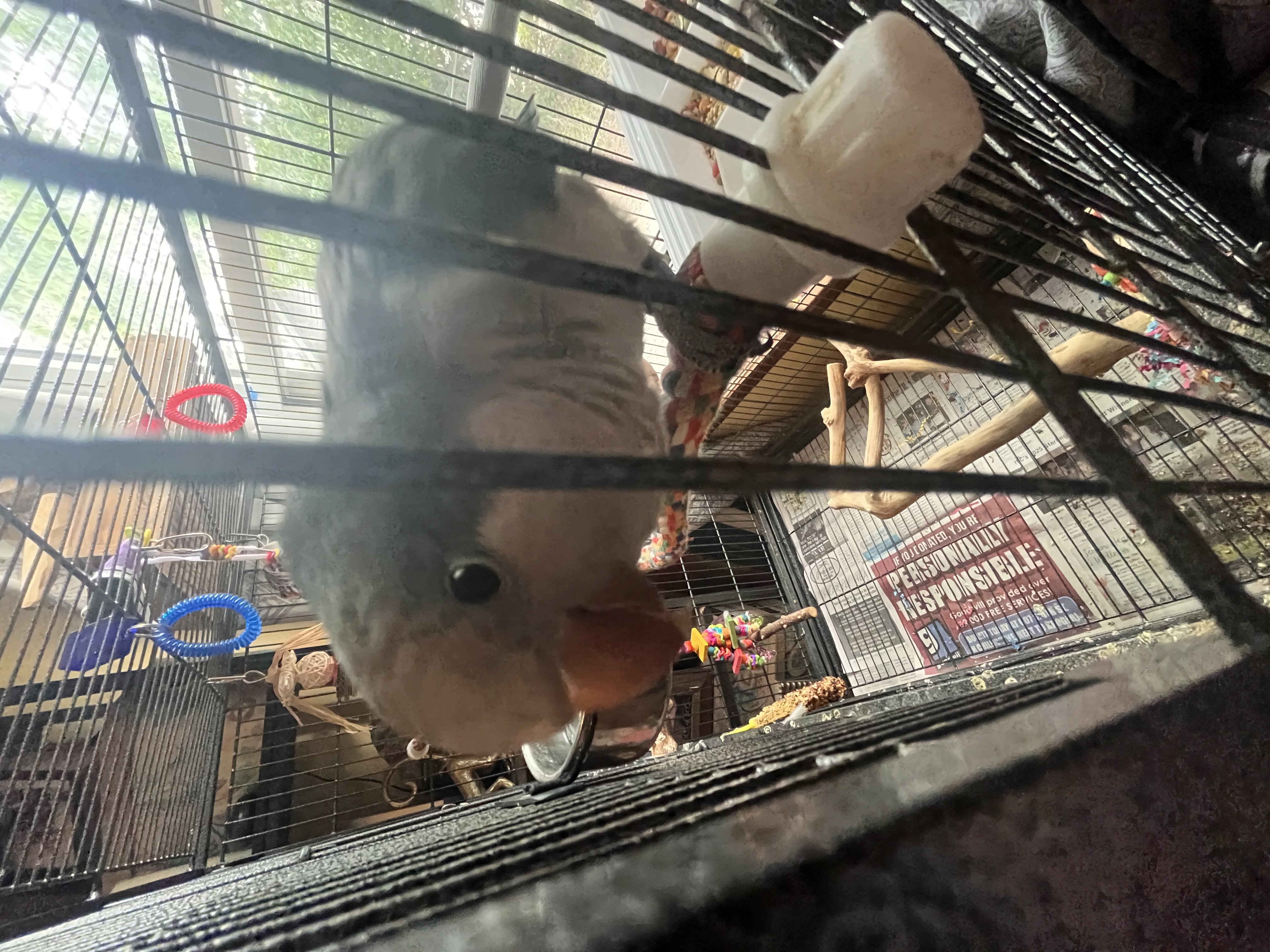my quaker kiki