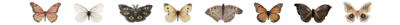 bug_divider2.png