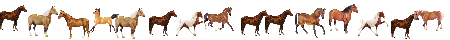 horses_divider.gif