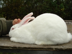 A large white rabbit