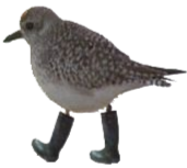 awesome bird