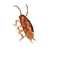 a gif of a low poly 3D modeled cockroach floating and rotating in circles