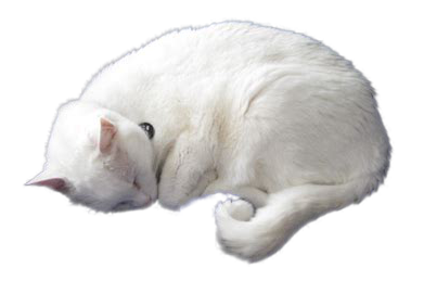 a transparent image of a white cat curled into a ball and sleeping