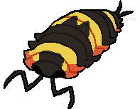 art of an isopod that is dark brown with yellow and red-orange bands