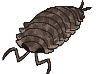 art of a grey-brown speckled isopod