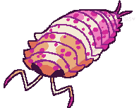 art of an isopod colored various shades of pink, white, and orange to resemble the lesbian pride flag