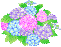 hydrangea