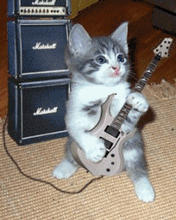 guitar cat