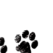 pawprints