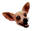 tacobell dog