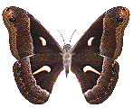bye bye butterfly