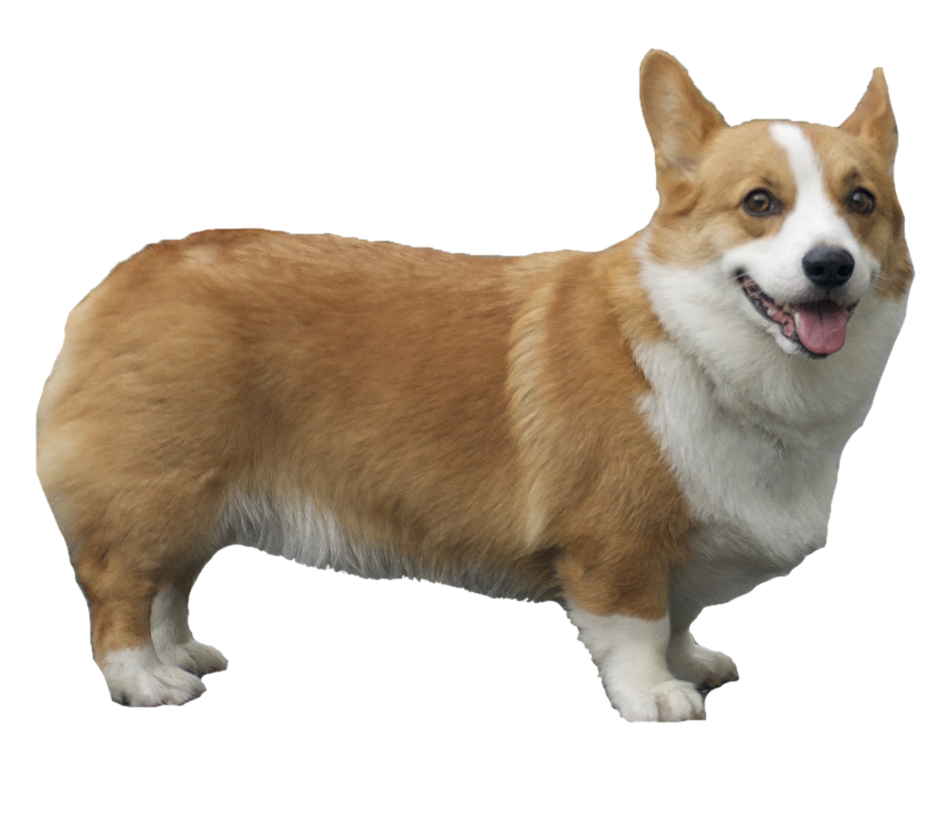 Korgi