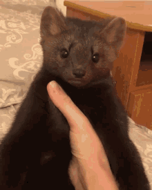 a marten