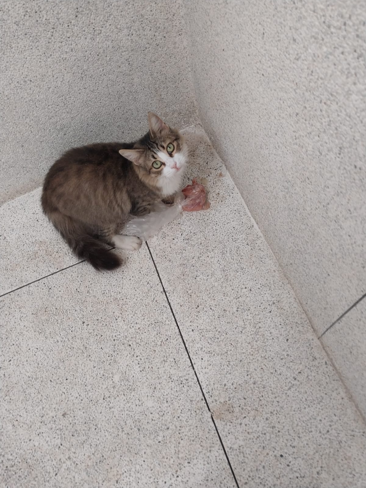 a cat looking at the viewer near stolen meat.