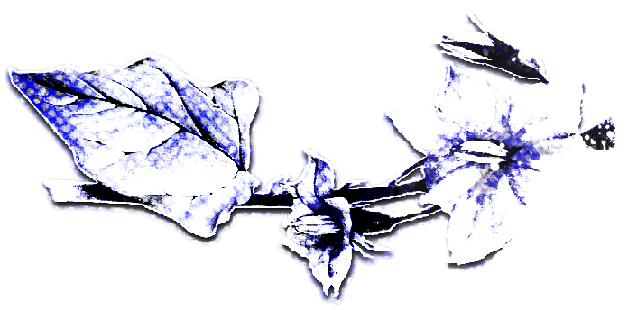 Left nightshade divider