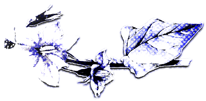 Right nightshade divider