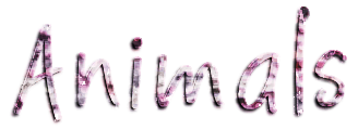 Animals