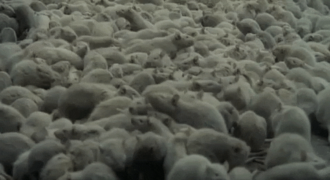 A bunch of rats piled on top of one another