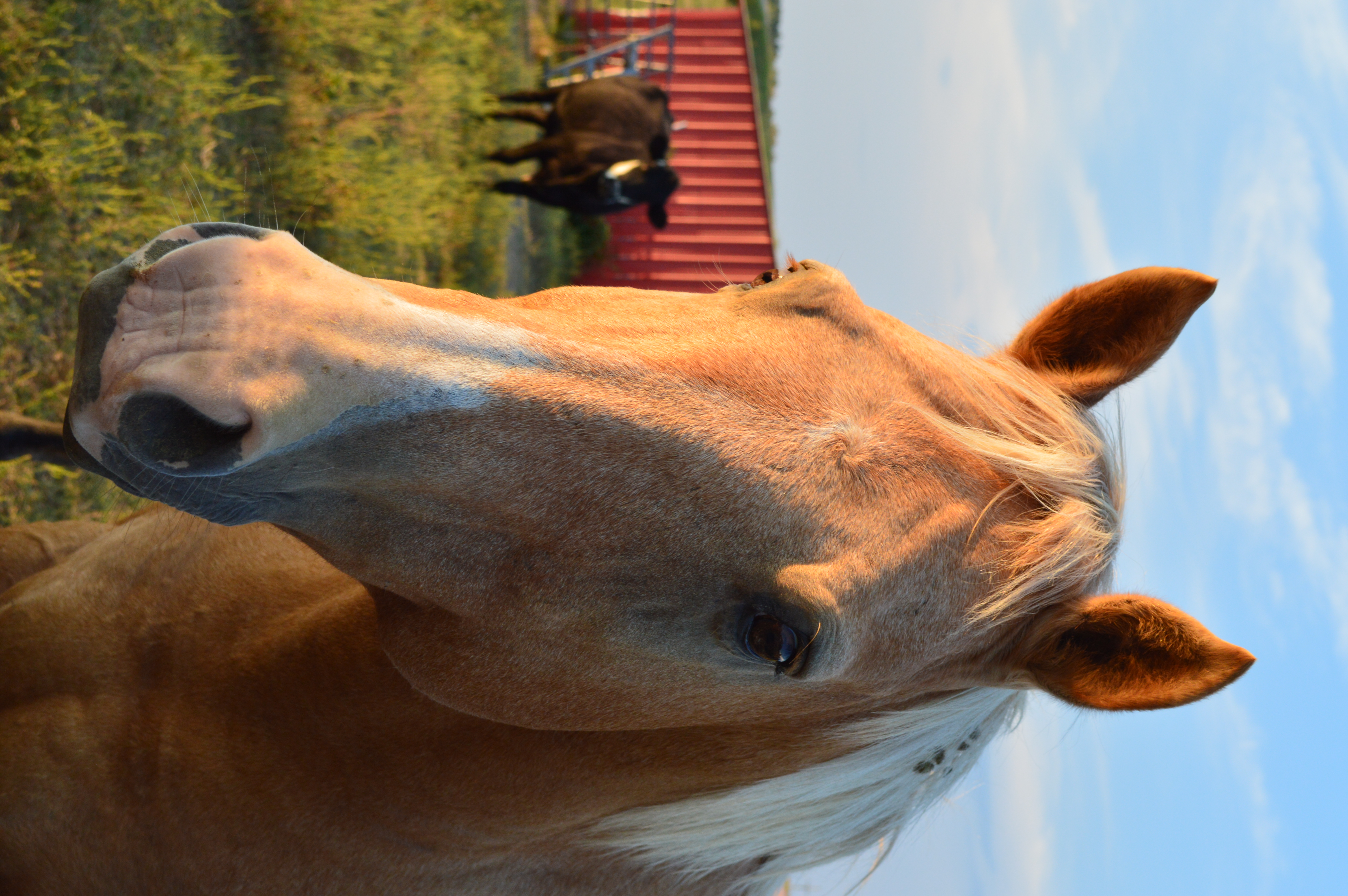 A horse at a farm