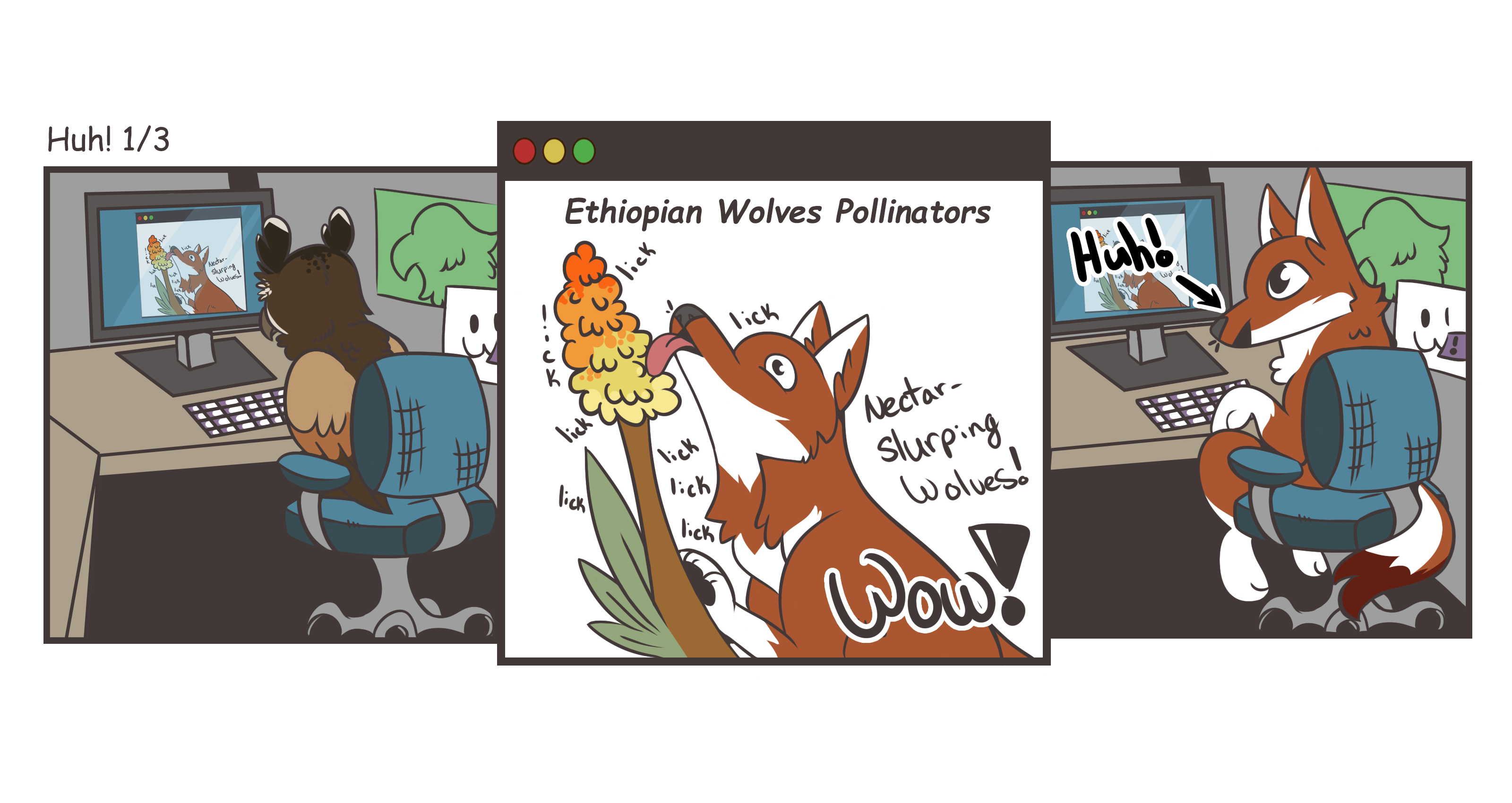 Three panel cartoon comic labelled Huh! 1/3. Panel 1: An owl sitting at an office desk looking at their computer. On the screen is a news article about Ethiopian wolves. Panel 2: A close-up of the news article showing it to be about Ethiopian wolves as pollinators. The image on the article is a cartoon wolf licking a huge flower stem. Text on the article reads: Wow! Nectar-slurping wolves! Panel 3: Back in the office, the owl that was once sitting there is now an Ethiopian wolf themself. They exclaim, "Huh!"