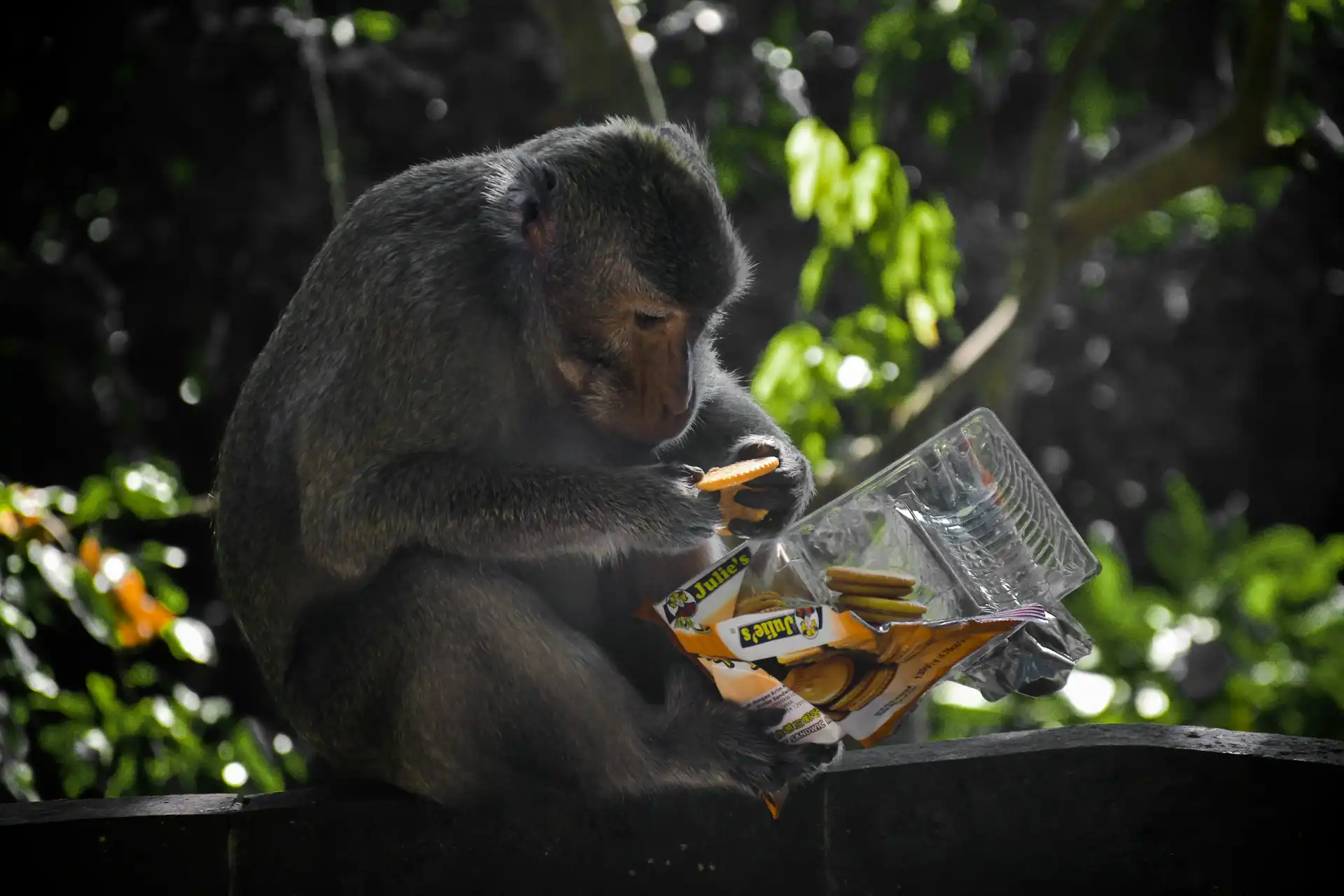 Seekor monyet duduk di atas trotoar dekat hutan, menikmati biskuit. Foto oleh @jusdevoyage di Unsplash