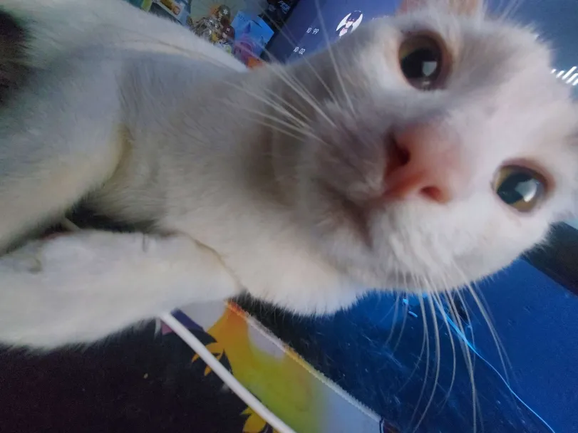 this is miya's favorite gizmo he lauvs u