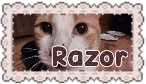razor