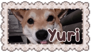 yuri