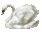 swan