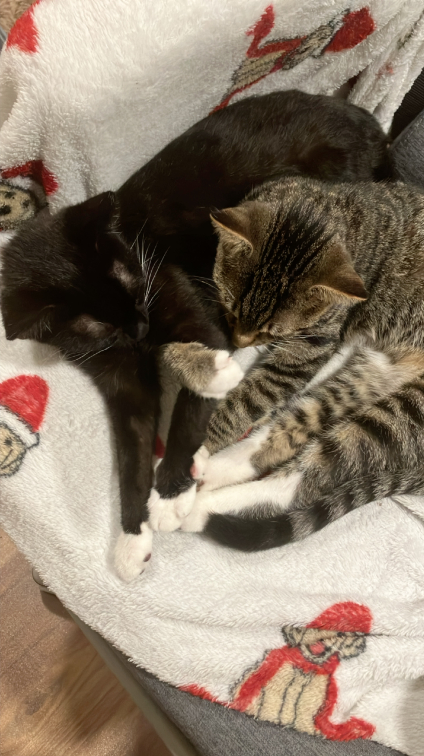 nova (left) walter (right) nova (left) walter (right)