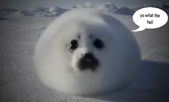 my%20seal%20is%20scared