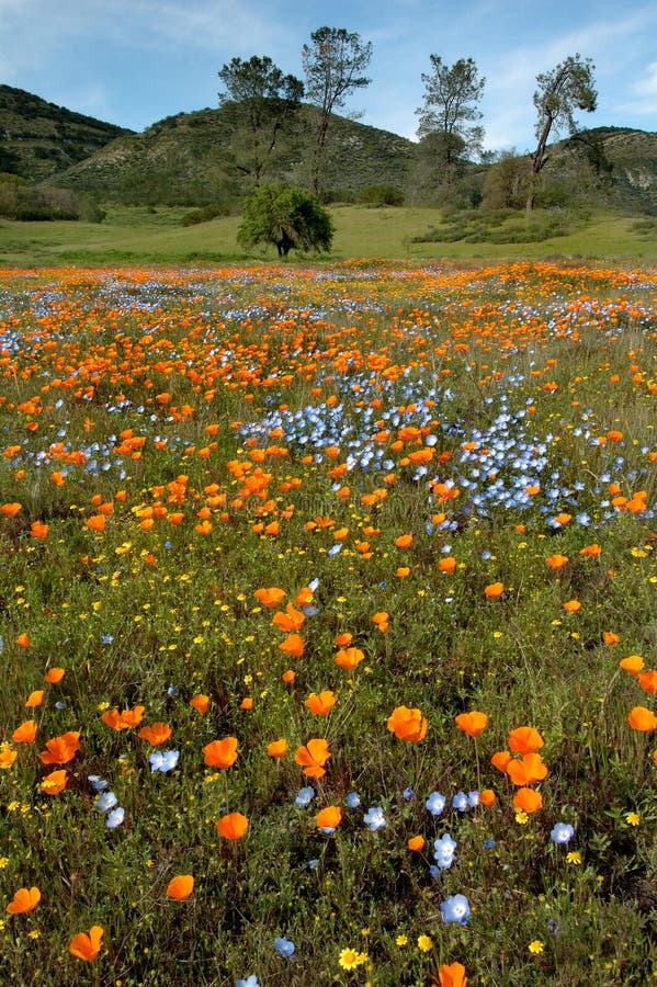 Oak savanah wildflowers
