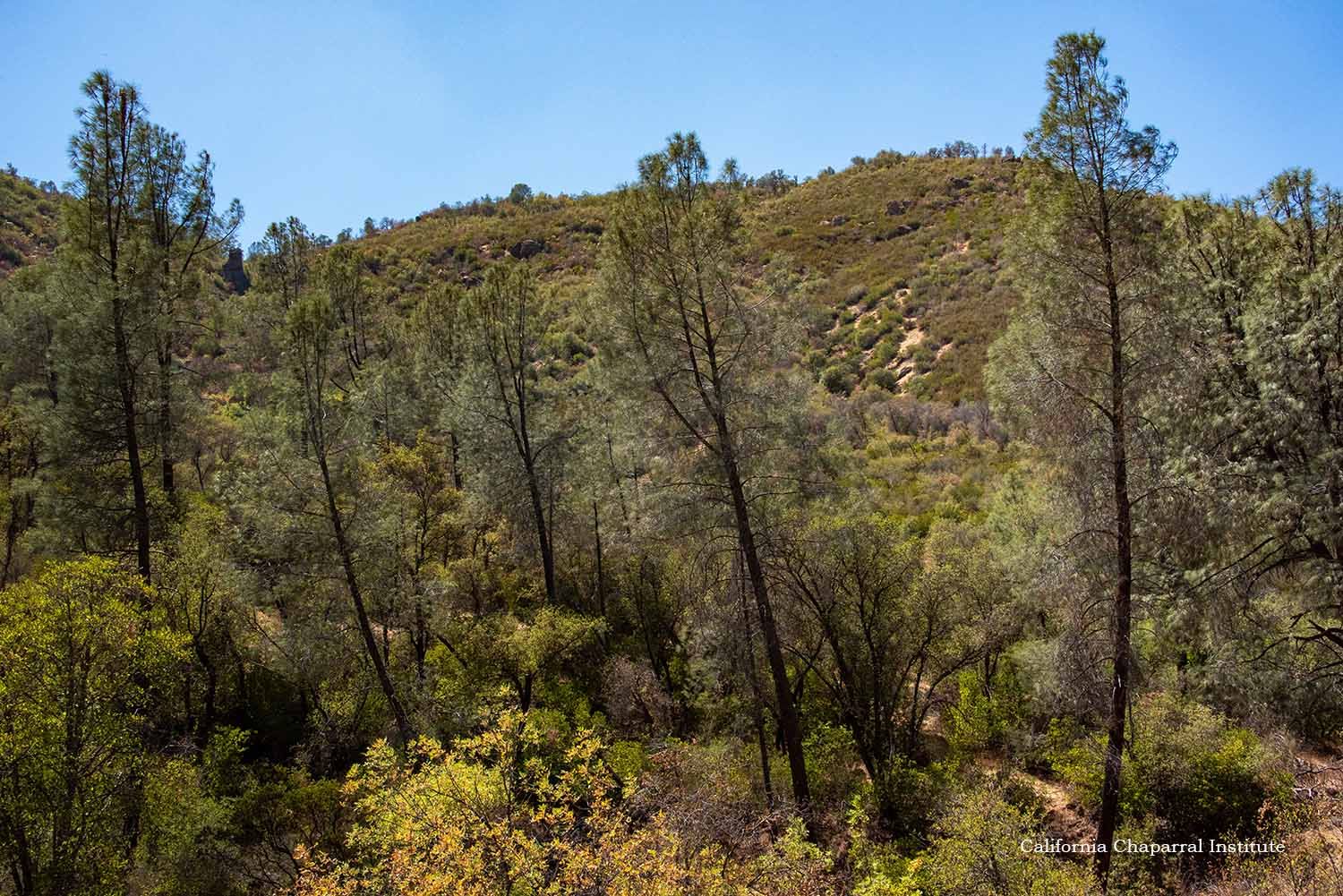 Ghost pines in the chaparral