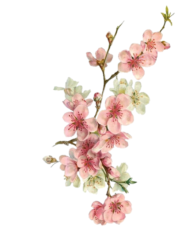 pink flowers