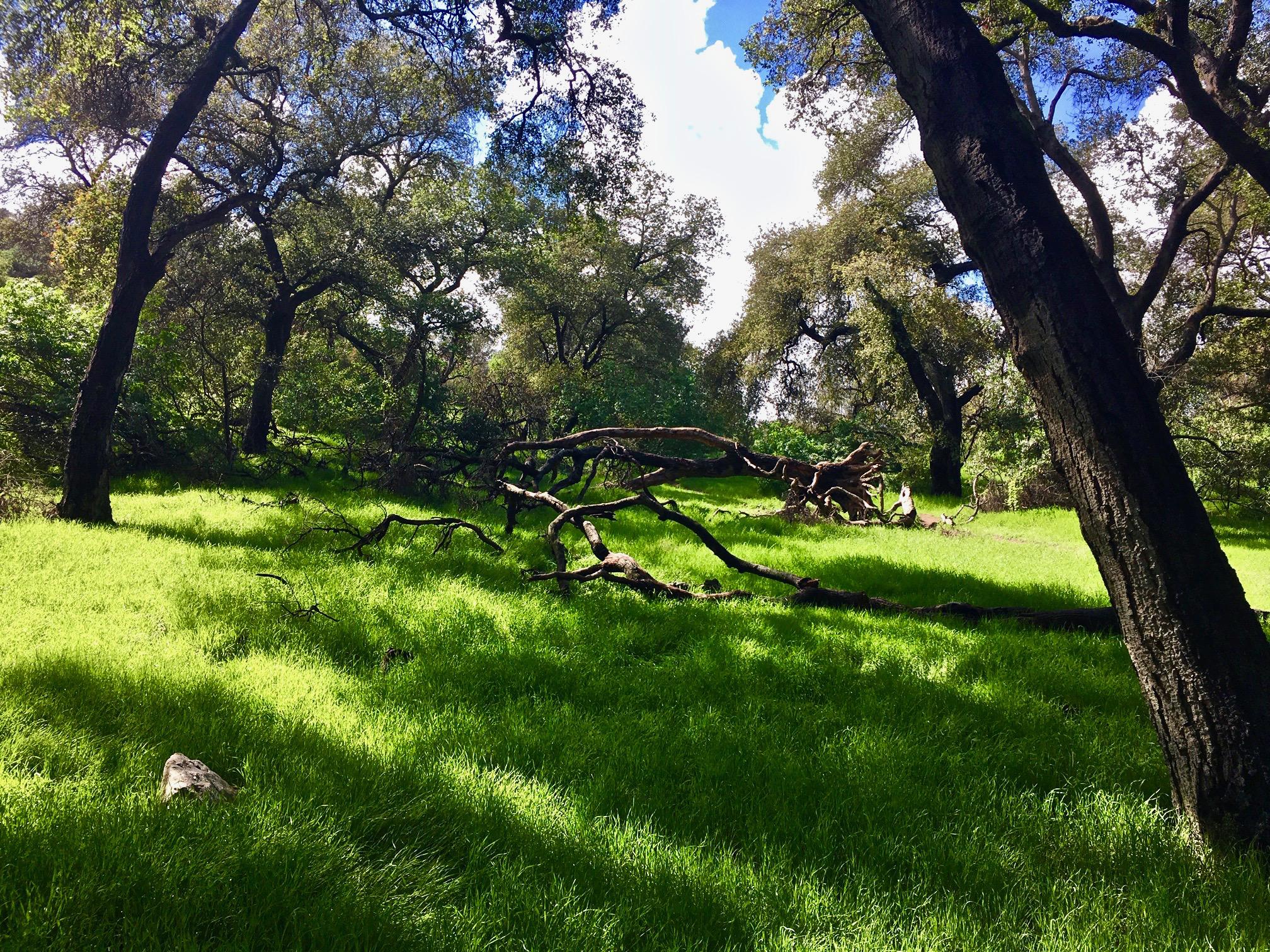 Spring oak savanah