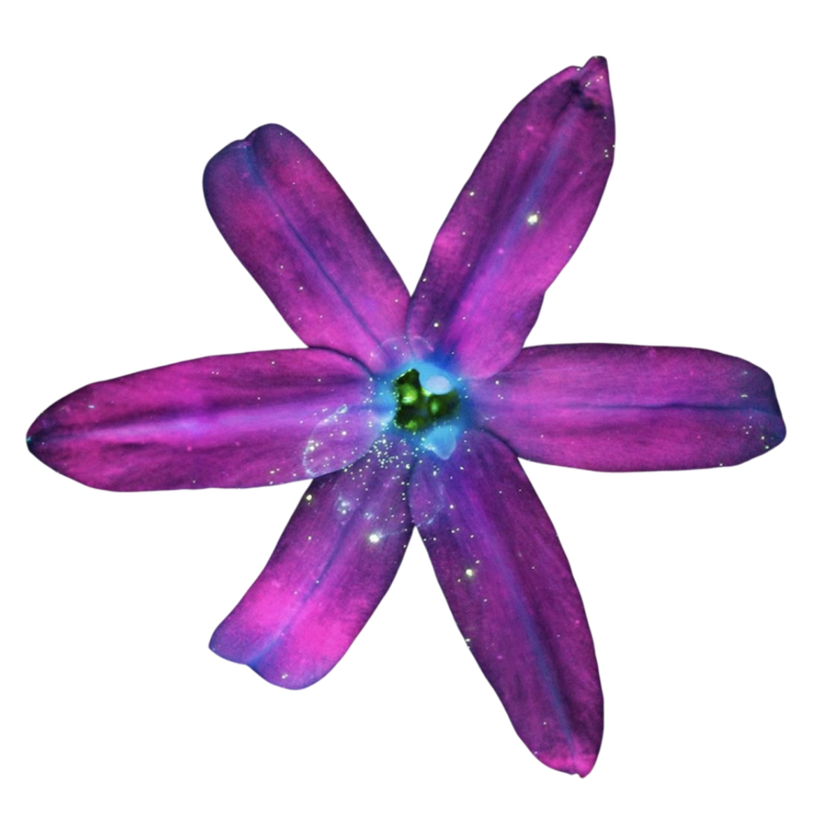 ultraviolet flower