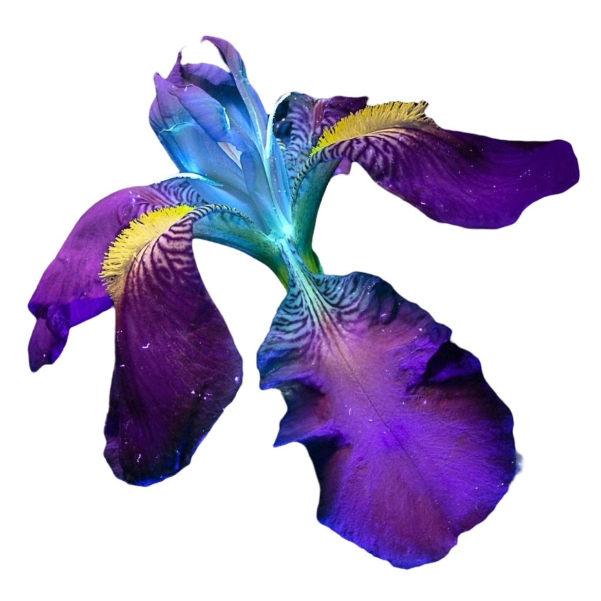 an ultraviolet iris