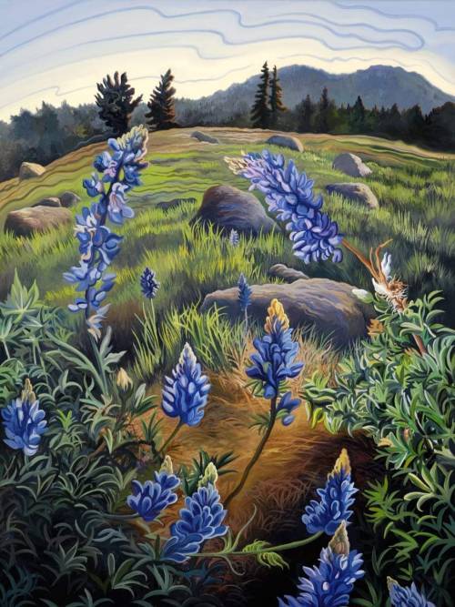 Hope's Lupine by Shafer