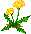 dandelion