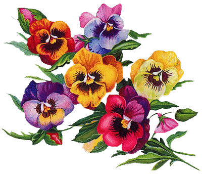 pansies