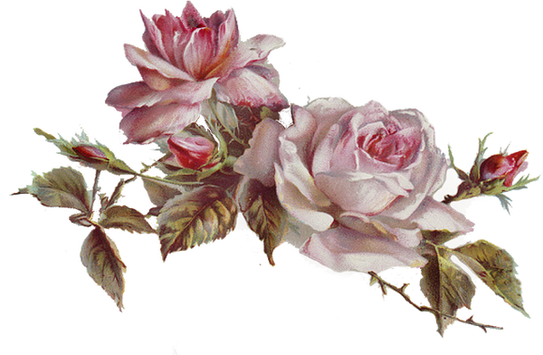 roses