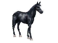 black horse