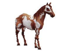 paint horse