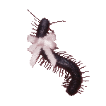 Millipede with a bow