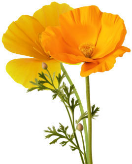poppies