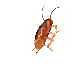 roachy
